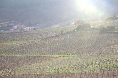 Domaine Thibert Vineyards in Pouilly-Fuisse